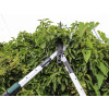 Faithfull Countryman Telescopic Hedge Shear 12in Blade