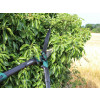 Faithfull Countryman Hedge Shear 300mm (12in)