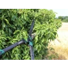 Faithfull Countryman Hedge Shear 300mm (12in)