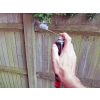 Rentokil Wasp Nest Destroy Foam Aerosol 300ml