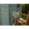 Ronseal Fence Life Plus+ Sage 5 Litre