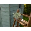 Ronseal Fence Life Plus+ Sage 5 Litre